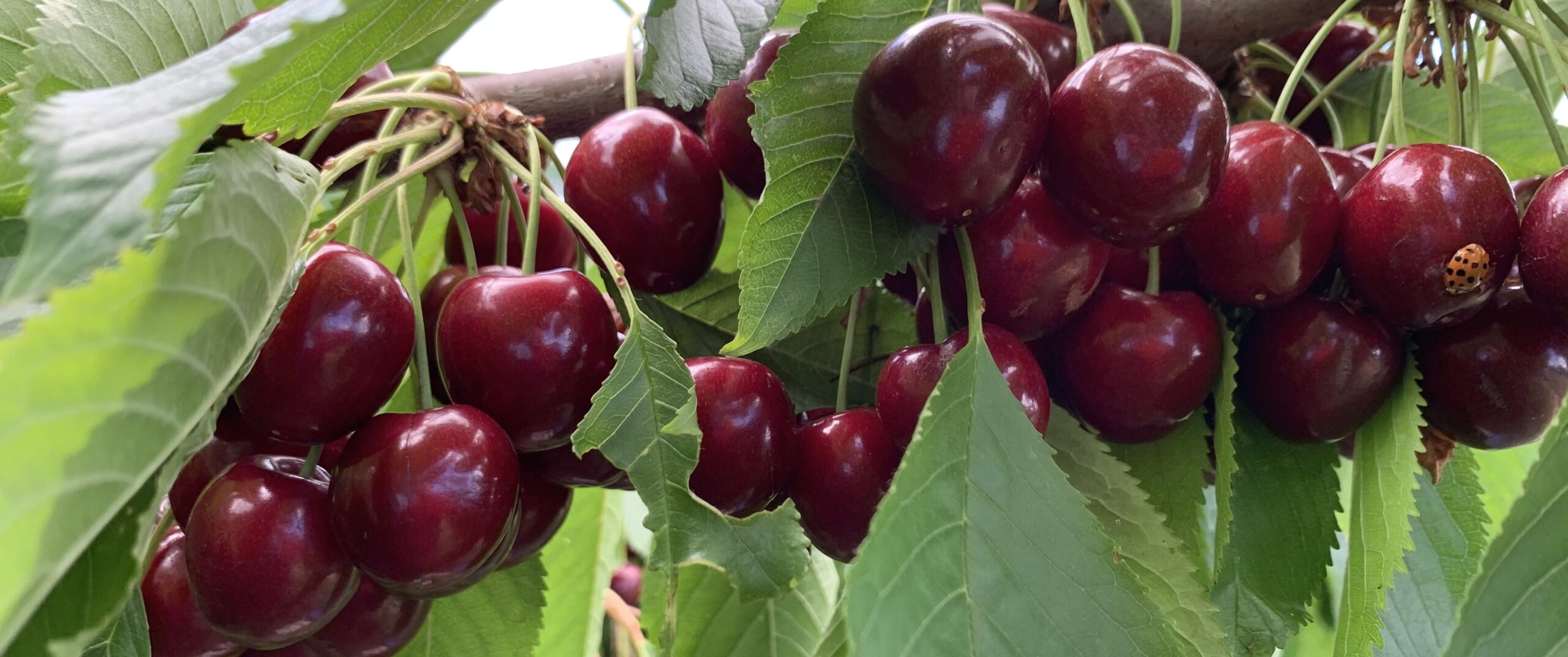 Cherries with ladybird