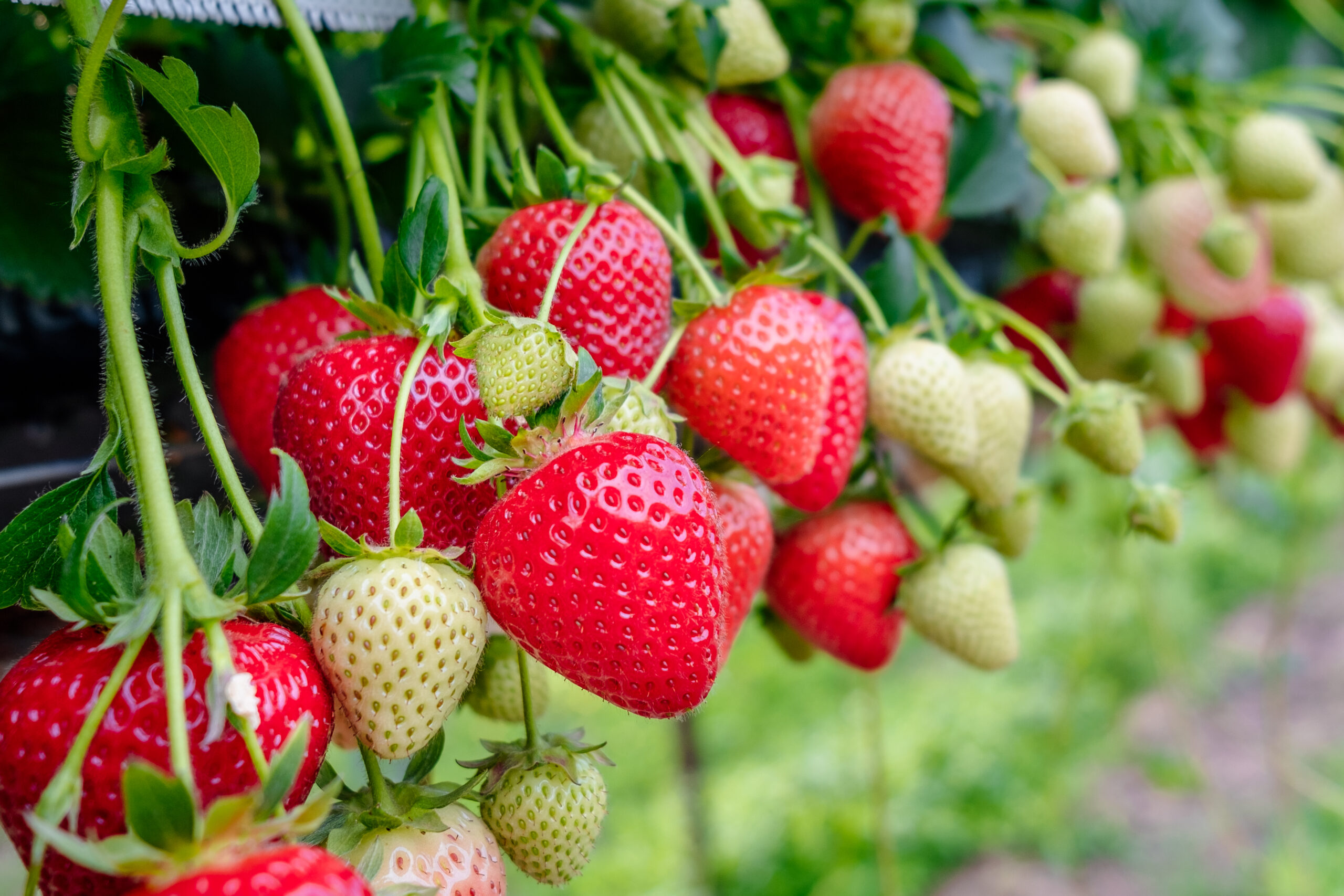 Close up of very juicy Strawberries