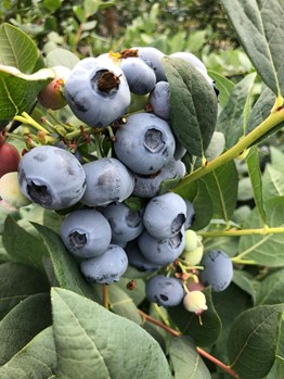 blueberry bunch on the plant