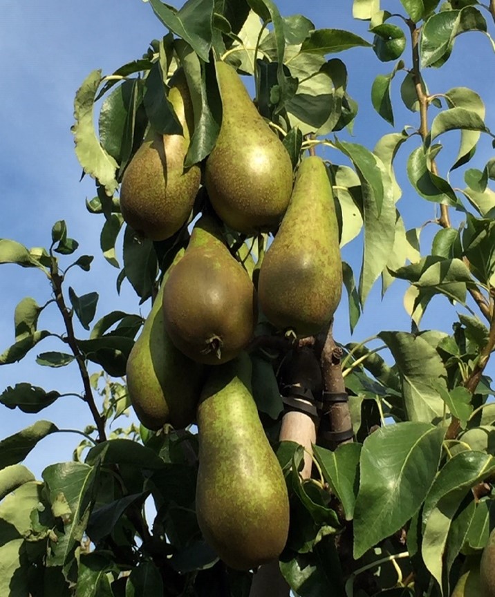pears hanging on tree